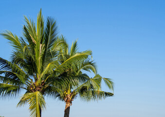 blue sky background with Cloudless and coconut trees and copy sp