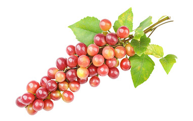 Petite Cluster of Red Grapes for the Table isolated on transparent Background
