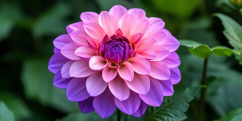Fototapeta premium Vibrant pink and purple ombre flower showcasing enchanting colors in a lush botanical garden, perfect for highlighting the beauty of nature s palette with stunning ombre flower details.