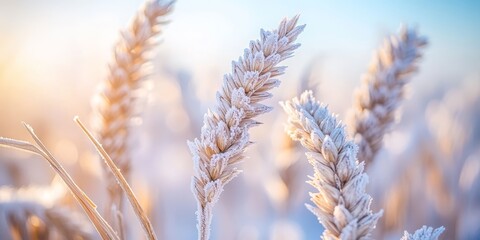 Fototapeta premium Frost covered wheat stalks glisten in the morning light, showcasing the beauty of nature. This high quality photo captures the delicate frost on wheat stalks in a serene landscape.