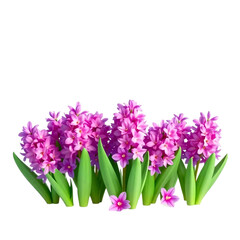 hyacinth isolated on white