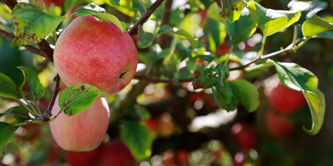 apples on the branches of an apple tree in the garden