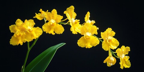Obraz premium Vibrant yellow oncidium orchid showcases the beauty of yellow orchid flowers, highlighting the exquisite features of the orchid and oncidium varieties for floral enthusiasts.