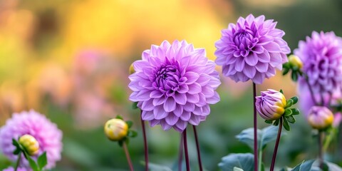 Obraz premium Dahlias are vibrant flowers known for their colorful display, blooming from midsummer to frost. The light purple dahlia stands out beautifully in a natural background, enhancing any garden design.