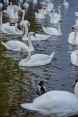 Obraz premium Graceful white Swan swimming. Group of swans in the wild. Swan swimming on a lake. The mute swan. Beautiful swans float on the water surface. Swans In River.
