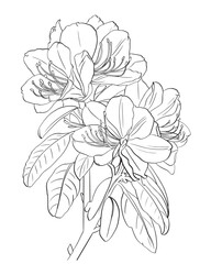 Line drawing azalea flower