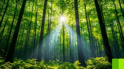 Serene Forest Bathed in Sunlight with Rays Breaking Through Trees