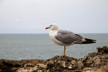 Obraz premium Biarritz, France