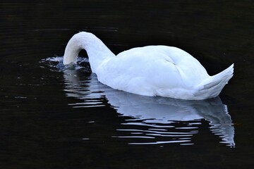 Ein wei&szlig;er Schwan mit Kopf im dunklem Wasser und sein Spiegelbild (Gro&szlig;aufnahme)