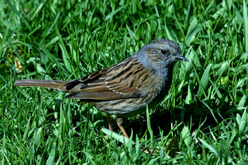 Eine Heckenbraunelle in einer Wiese (Nahaufnahme)