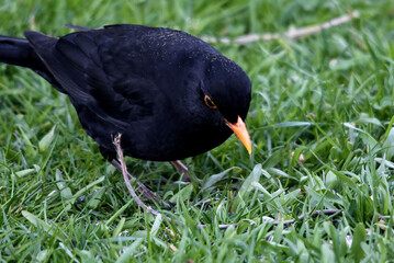 Ein nasses Amsel-M&auml;nnchen (Schwarzdrossel) in der Wiese