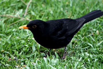 Stolzes tiefschwarzes Amselmännchen in der Wiese (Nahaufnahme)