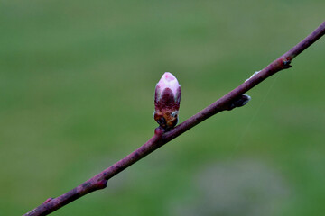 Eine rosa Knospe am Ast eines Pfirsichbaumes (Weingartenpfirsich)