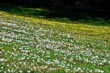 Eine Wiese voll mit L&ouml;wenzahn und Pusteblumen