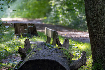 Obraz premium A large log is sitting on the ground in a forest