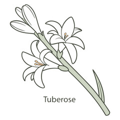 Tuberose Head