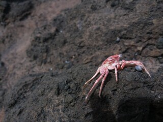Crab on Rock