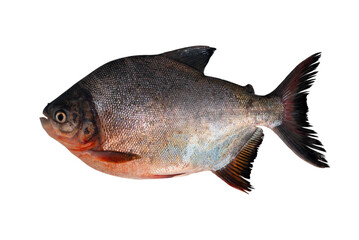 Roopchand fish or Chinese pomfret (Pampus chinensis) isolated on white background.