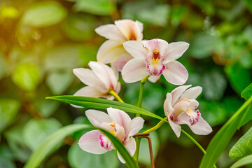 Close-up of delicate Cymbidium orchids in full bloom, showcasing soft pink petals with vibrant...