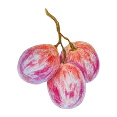A bunch of dark grapes. Watercolor hand drawn botanical illustration. Ingredient in wine, vinegar, juice, cosmetics. Clip art for menus of restaurants, cafes, packaging of farm goods, vegan products