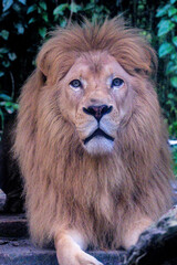 Closeup of the Male Lion