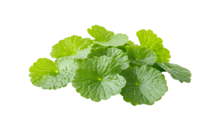 Fresh Green Centella Asiatica Leaves, Herbal Medicine, Natural Remedy