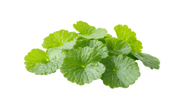Fresh Green Centella Asiatica Leaves, Herbal Medicine, Natural Remedy
