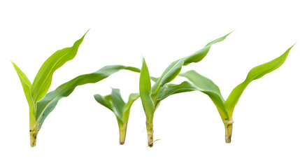 Fototapeta premium Young Corn Plants Sprouting in Rich Soil, Agricultural Growth
