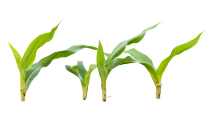 Young Corn Plants Sprouting in Rich Soil, Agricultural Growth