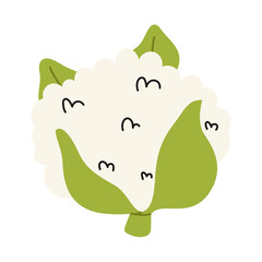 Fresh raw hand drawn cauliflower with leaves. Healthy dieting food. Doodle style vegetable