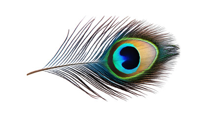 Obraz premium Vibrant Peacock Feather Isolated on White Background