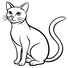 black and white cat