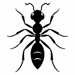 spider isolated on white