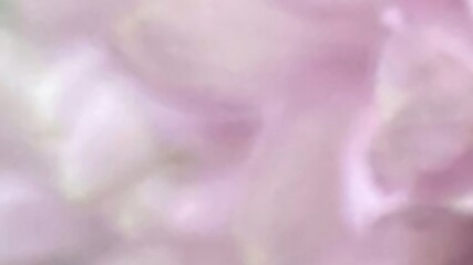 Fototapeta premium Defocused of puple and white from petal for love, wedding, romantic, mysterious background