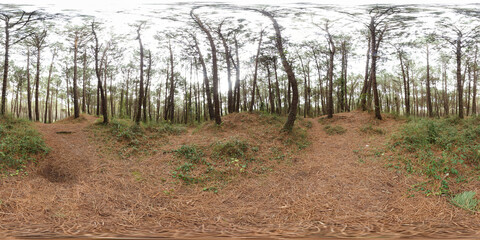 360º immersive panoramic photography of a forest in autumn