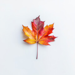 Colorful autumn maple leaf showcasing vibrant hues on a white background