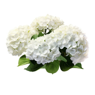 color hydrangea isolated on white