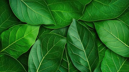 Green foliage concept. Close-up view of vibrant green leaves creating a beautiful natural background.
