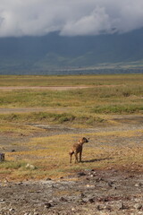 Spotted hyena at Ngorongoro crater in Tanzania