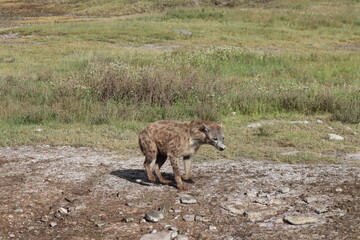 Spotted hyena at Ngorongoro crater in Tanzania