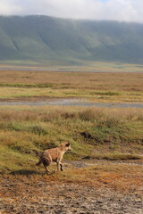 Spotted hyena running at Ngorongoro crater in Tanzania