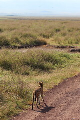 Serval cat looking in the distance at Ngorongoro crater in Tanzania