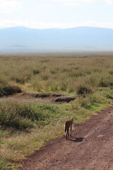 Serval cat walking along path in Ngorongoro cater, Tanzania
