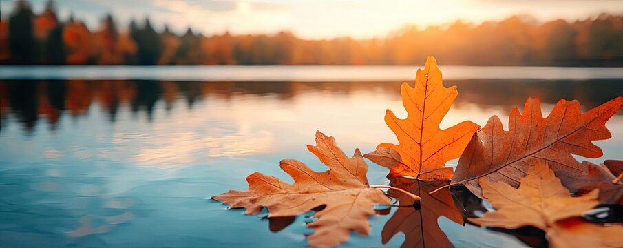 Autumn lake concept. Serene autumn leaves floating on calm water during sunset, evoking tranquility and beauty.