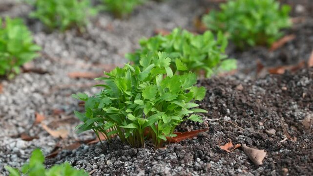 Close up fresh growing green coriander (cilantro) leaves in vegetable plot