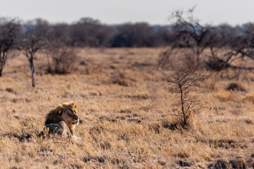 Impression of a Male Lion - Panthera leo- resting on the plains of Etosha national park, Namibia, catching the early morning sun.