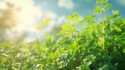 Obraz premium Green leaves of parsley on a background of blue sky and sun
