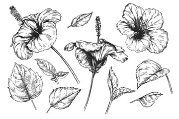 Hibiscus flower set sketch ink graphic illustration, draft silhouette drawing, black on white line art. Botanical vintage etching design.