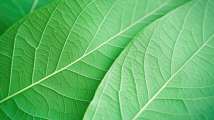 Obraz premium Green foliage concept. Close-up of vibrant green leaves showcasing intricate textures and patterns.