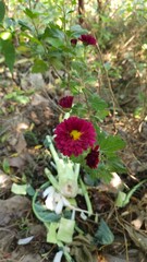 red and white flower